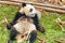 Cute happy giant panda holding bamboo. Funny panda bear