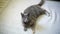 Cute happy grey domestic cat laying on the floor relaxing and looking around with curiosity.