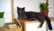 Cute happy grey domestic cat laying on the shelf relaxing and looking around with curiosity.