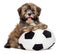 Cute happy havanese puppy dog playing with a soccer ball toy