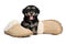 Cute happy havanese puppy dog is sitting next to slippers