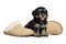 Cute happy havanese puppy dog is sitting next to slippers