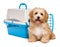 Cute happy havanese puppy dog is sitting before a pet crate