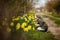 Cute happy little girl in the spring country smelling yellow daffodils