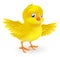 Cute happy little yellow Easter chick