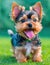 Cute and happy little yorkshire terrier dog smiling to the camera