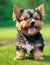 Cute and happy little yorkshire terrier dog smiling to the camera