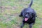 Cute happy Overweight fat Labrador mix on the grass at park