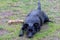 Cute happy Overweight fat Labrador mix on the grass at park