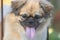 Cute happy Pekingese dog in the middle of metal bars on the blurred background