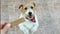 Cute happy pet dog begging, waiting for and chewing snack treat, puppy training