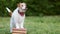 Cute happy pet dog listening on the books, puppy training