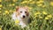 Cute happy pet dog listening in the grass with dandelion herb flowers in spring