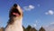 Cute happy pet dog panting on a blue sky background, face head close-up with copy space