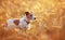 Cute happy pet dog puppy standing in the summer golden grass