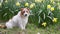 Cute happy pet dog sitting in the grass with narcissus flowers in spring