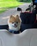 Cute, Happy, Pomeranian Dog Sitting in Golf Cart