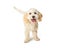 Cute Happy Poodle Crossbreed Dog Standing