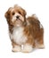 Cute happy red parti colored havanese puppy
