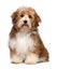 Cute happy red parti colored havanese puppy dog