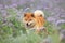 Cute and happy red shiba inu dog running in the violet flowers field. Phacelia blossoms. Beautiful japanese dog