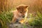 Cute and happy Red Shiba Inu Puppy Dog lying Outdoor In Grass During golden Sunset