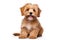 a cute happy reddish havanese puppy dog sitting isolated on white background. Generative ai