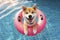 cute happy Shiba Inu dog swimming in pool. ai generative