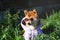 Cute and happy shiba inu dog wearing sunglasses and violet hoodie in summer