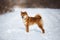 cute and happy shiba inu puppy standing in the forest in winter. Beautiful red Japanese shiba inu female dog on the snow