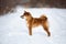 cute and happy shiba inu puppy standing in the forest in winter. Beautiful red Japanese shiba inu female dog on the snow