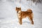 cute and happy shiba inu puppy standing in the forest in winter. Beautiful red Japanese shiba inu female dog on the snow