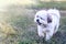 Cute happy Shih Tzu Dog playing on green grass outdoor at summer day
