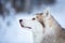 Cute and happy siberian Husky dog sitting on the snow in the fairy winter forest. Close-up. Profile portrait