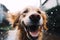 Cute happy smiling laughing wet muzzle Golden Retriever dog enjoying looking walk in water drop rain outside. Funny pet