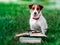 Cute happy smiling pet jack russel terrier sitting outside on green grass next to an open book and eyeglasses . Dog reading in par