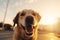 Cute happy smiling wet muzzle Golden Retriever dog enjoying looking camera walk sunset outside. Funny pet portrait