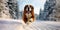 A cute happy St. Bernard dog on running, jumping in the deep snow, daytime in a road in the winter woods