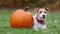 Cute happy thanksgiving pet dog listening with a pumpkin