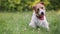 Cute happy trained pet dog sitting and panting in the grass, puppy training