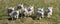 Cute happy white newborn lambs having fun running across a green meadow lot of copy space