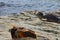 Cute harbor seal lying on a rocky coastline under the sun