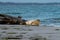 A cute harbor seal pup rests on a sandbank near to the ocean. Picture from Falsterbo in Scania, Sweden