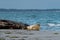 A cute harbor seal pup rests on a sandbank near to the ocean. Picture from Falsterbo in Scania, Sweden