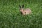 Cute hare in green field on a summer day