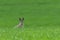 Cute hare sitting in spring grass. Wildlife scene from nature