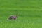 Cute hare sitting in spring grass. Wildlife scene from nature