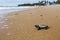 Cute hatchling baby hawksbill sea turtle Eretmochelys imbricata crawling  to the sea after leaving the nest at the beach on