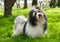 Cute Havanese dog in a beautiful sunny grassy field