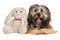 Cute Havanese dog with a rabbit plush toy